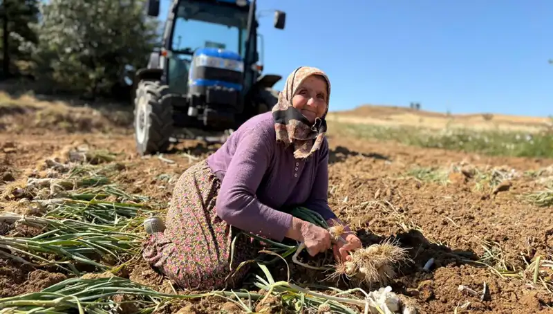 Selenyum Zengini Sebze: Günlük 1200 Lira Kazanan Çiftçiler