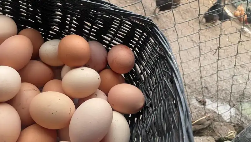 Okulların Açılmasıyla Hızla Yükselen Protein Fiyatları: Dünyanın En Ucuz Alternatifi