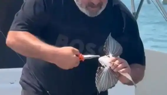 Saros'ta Nadir Görülen Kırlangıç Balığı Avlandı: Denizlerin Sırları Gün Yüzüne Çıkıyor