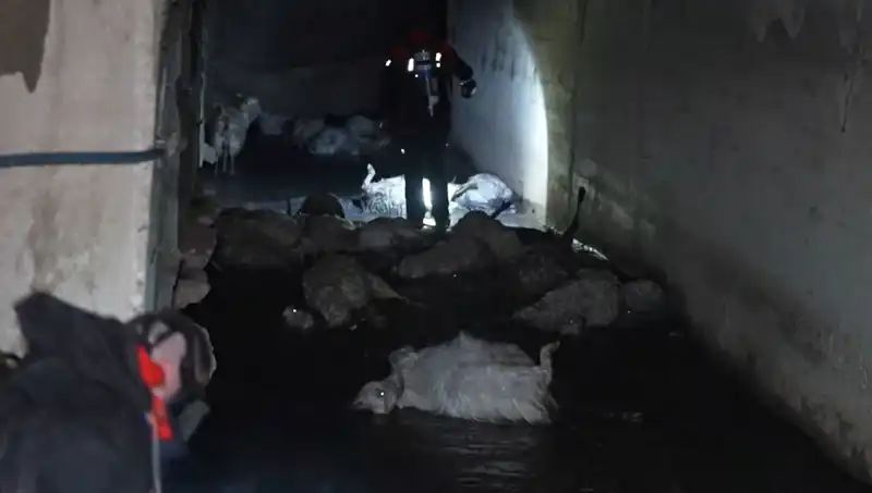 Hayvanlar Keskin Koku Sebebiyle Hayatlarını Kaybetti: İşte Olanlar