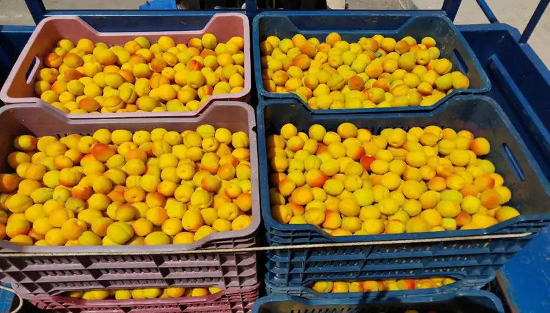 İlk Hasat Heyecanı: 500 TL’den Alıcı Bulan Ürünler Yolda