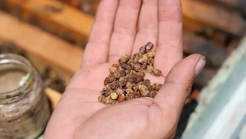 Eski Çöpler Artık Değerli: Protein Zengini Besin 3 Bin TL’den Satılıyor