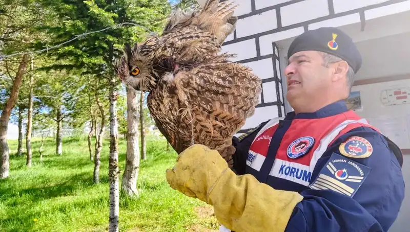 Dikenli Tellere Takılan Puhu, Kurtarıldı: Şimdi İyileşme Sürecinde