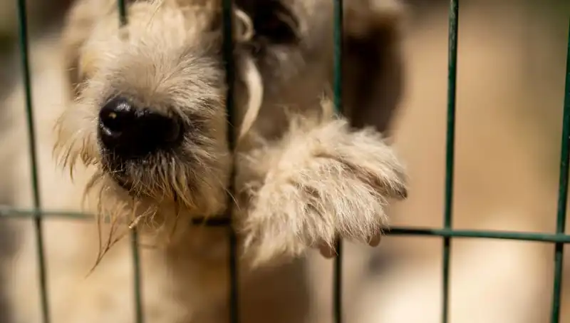 İş Stresi: İnsanlar Değil, Köpekler de Etkileniyor!