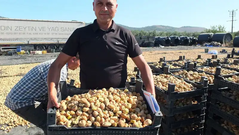 Balıkesir'de Balık Hasadı: Çin ve Rusya'ya Büyük İhracat Fırsatları