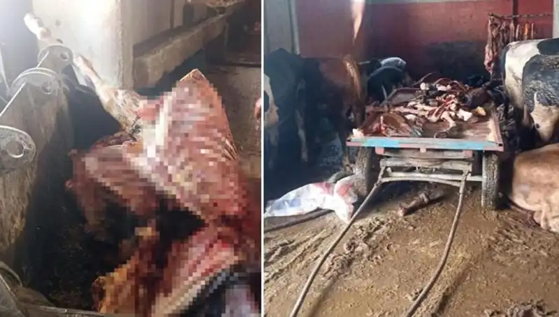 Adana'da Şok Olay: 2,5 Ton At Eti ve 4 At Kurtarıldı!