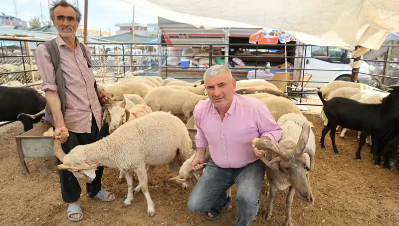Kurban Bayramı'na Özel: 4 Boynuzlu Koçlar Pazarın Gözdesi Haline Geldi