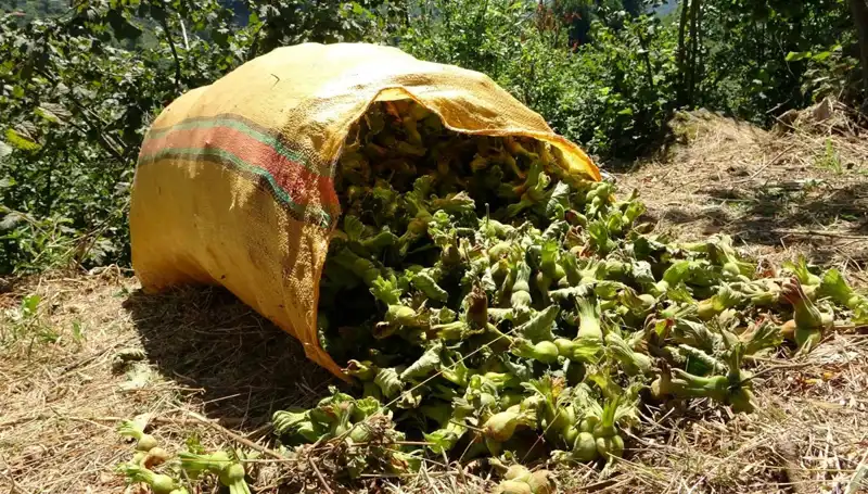 Giresun'da Fındık Hasadı Heyecanı Başladı: Rekor Beklentisi Halka Yayılıyor