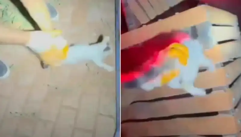 Gece Yarısı İtfaiye Ekipleri Kedi Kurtarma Operasyonunda Görev Aldı!