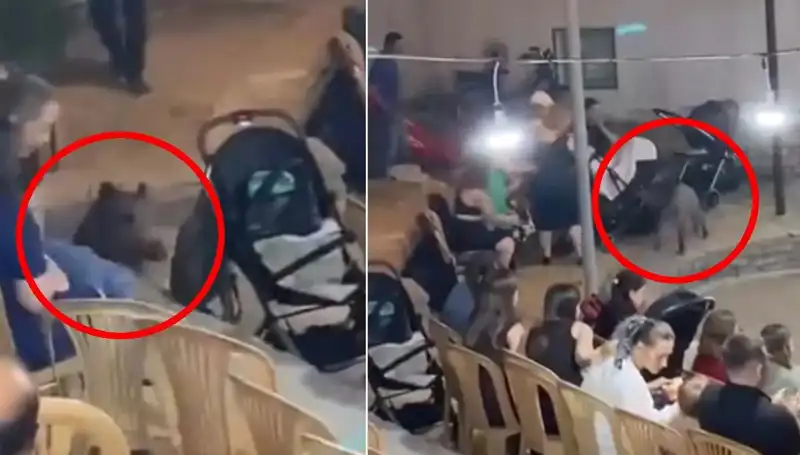 Düğün Törenine Aniden Dalma: Yaban Domuzu Panik Yarattı!