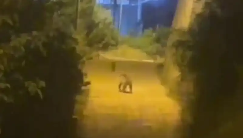 Gümüşhane'de Şehir Merkezine İnen Ayı, Vatandaşları Hayrete Düşürdü!