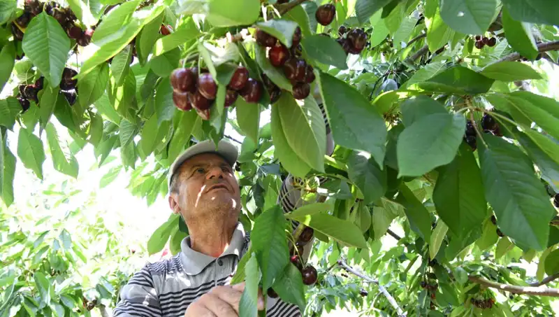 Lapseki Devine Neden "Dev" Diyorlar? Çay Bardağına Sığmayan Büyüklük!