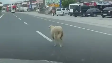 Yalova'da Kurbanlık Hayvan Kaçışı Trafikte Kargaşaya Neden Oldu