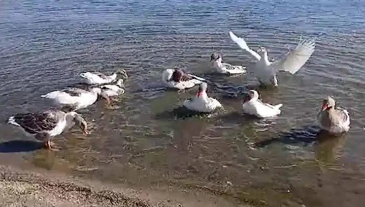 Bahçedeki Kazlar Denizde Yüzdükleri İçin Kapatıldı: Tepkiler Büyüyor